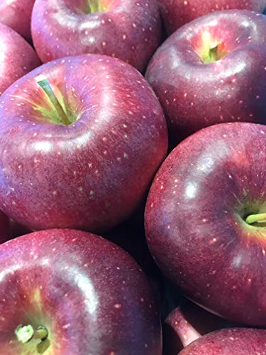 쌧Y Y_ƒ ̓񂲕iuVimzbyv㋉NiGj  5`12 2.7`3/ n11{珇Jn\Iinx̐isɂn͑Oサ܂j