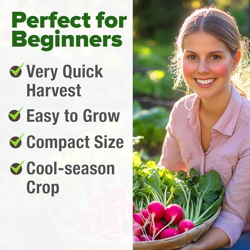 Image of HOME GROWN Cherry Belle Radish Seeds 800+ Heirloom Non-GMO Seeds for Planting, High Germination, Fast Growing Red Radish, Harvest in 30 Days, Crisp & Mild Root Vegetable,Spring Fall (Raphanus sativus)