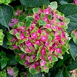 YouGarden Hydrangea 'Glam Rock', Pair of Established Plants in 9cm Pots, Schloss Wackerbath, Ready to Plant