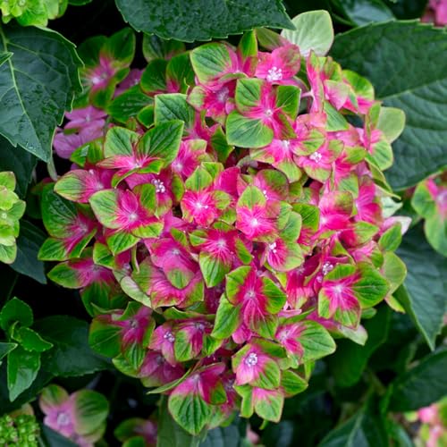 YouGarden Hydrangea 'Glam Rock', Established Plant in 9cm Pot, Schloss Wackerbath, Ready to Plant