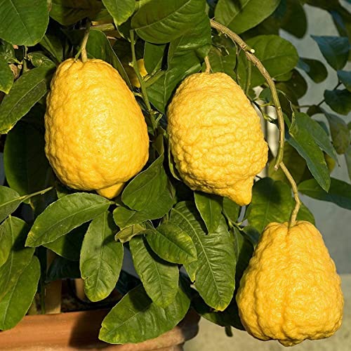 Live Etrog Citron Tree Plant - Citrus Medica Plant - 1-2 Inc Tall Plug Plant - No Ship Ca, Az, Tx, Al, Ga, Fl, Hi, Id, Or & Wa #TOP10