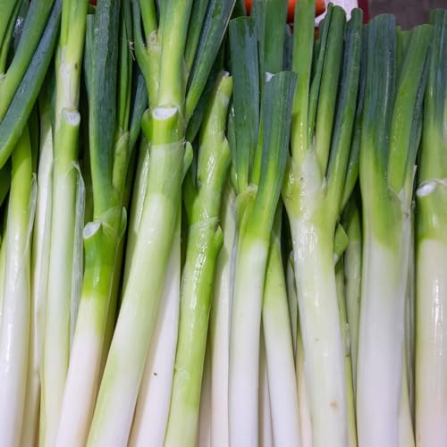 150 piezas semillas de puerro resistentes - semillas de puerro - semillas orgánicas, regalos de jardín Semillas de puerro (Allium porrum) Semillas de hortalizas de invierno, semillas