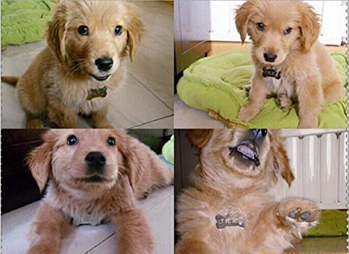Knochenförmige Erkennungsmarke, 10 Stück Hundemarke Adressanhänger,Hundeknochenanhänger für Hunde und Katzen Haustier-Erkennungsmarke (38 mm)