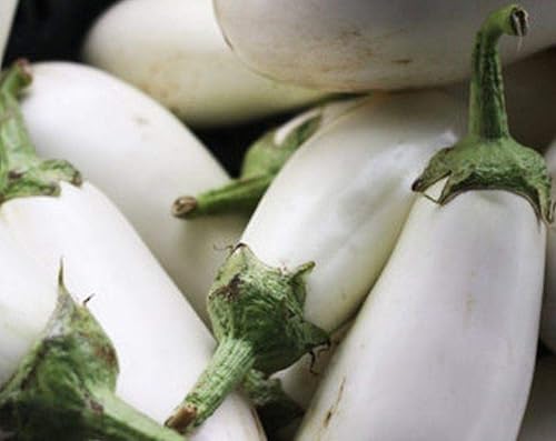 Miniatura 2 de White Star Eggplant Seeds (Híbrido) - Ideal para platos italianos y asiáticos Looker (10 - Semillas)