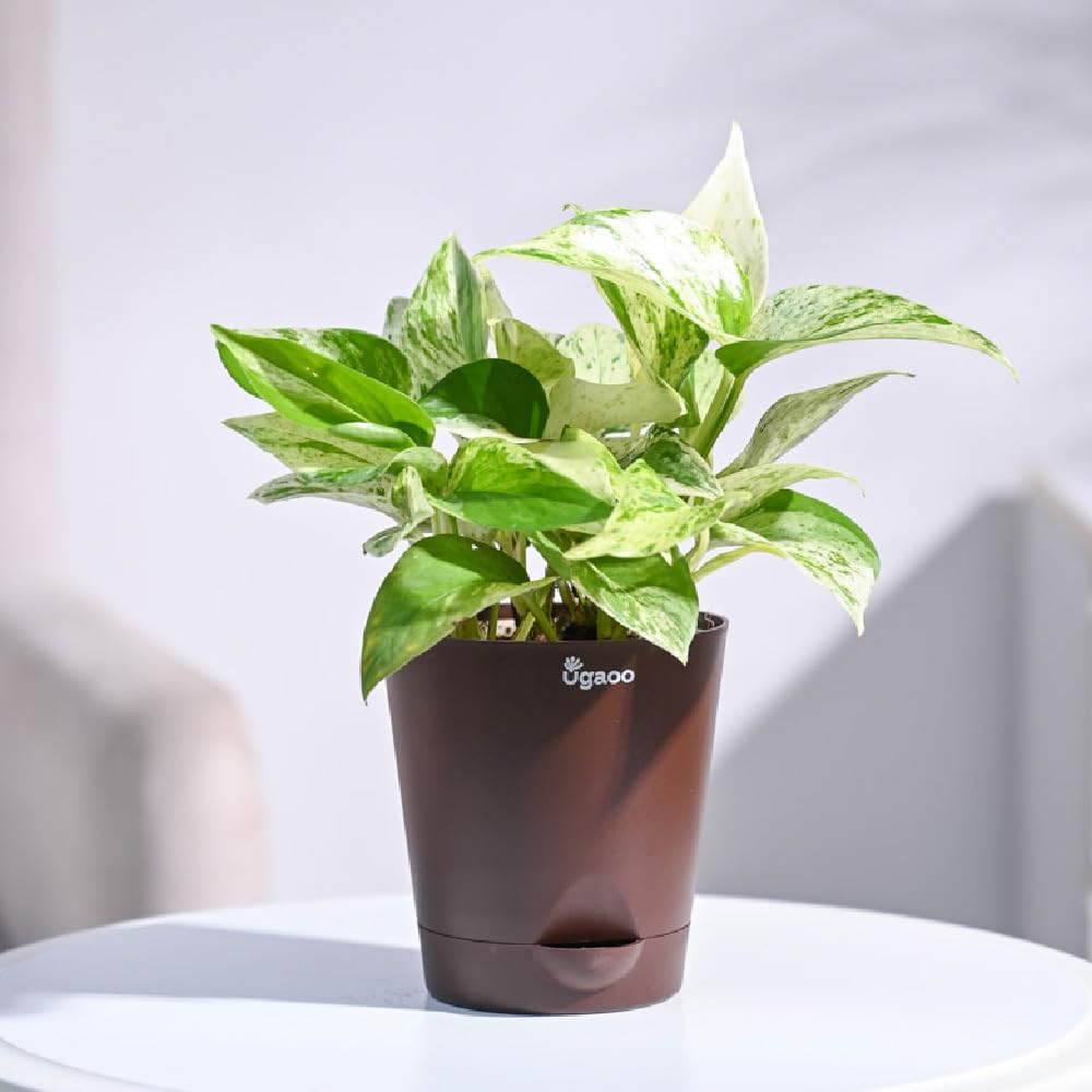Ugaoo Money Plant Marble Indoor with Self Watering Pot-picture-9