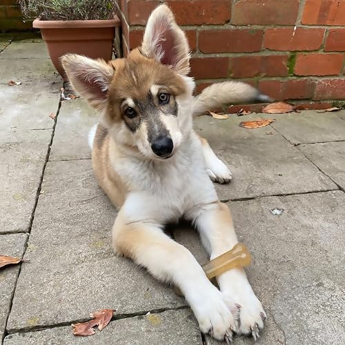 Image of Nylabone Flexi Chew Bone Triple Pack, 3 Durable Textured Chew Toys, Freeze & Treat, Promotes Dental Health with Peanut Butter, Savoury Flavours, Ideal for Small Dogs, Puppies Upto 7kg, X-Small