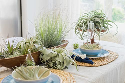 Large Xerographica Air Plants 5 To 7 Inch Wide-Air Plants Live Tillandsia Succulent House Plants Holders-Available In Wholesale And Bulk-Home And Garden Decor-Easy Care Indoor Outdoor(Pack Of 3) #TOP4