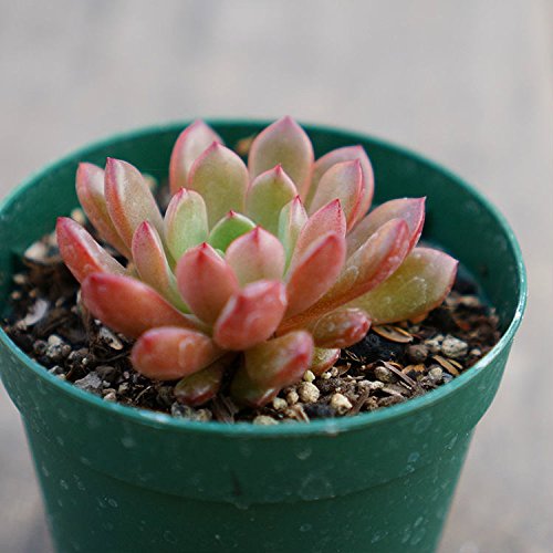 sNr[ 7.5cm|bg A OvgxA Graptoveria 'Bashful' Y  ϗtA CeAO[ 񂹐A ke 1{ 1