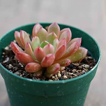 多肉植物^o^  ピンクルルビー 51MVufeAsLL._UF350,350_QL50_.jpg