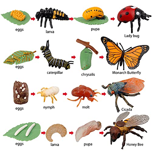 Toymany 16PCS Insect Figurines Life Cycle of Monarch Butterfly,Honey Bee,Cicada,Ladybug, Plastic Caterpillars to Butterflies Bug Figures Toy Kit Educational School Project for Kids Toddlers - Thumbnail 2