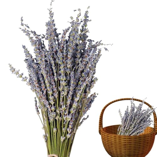 Lavanda seca natural: cubiertas perfumadas de flores secas para decoraciones elegantes, ramos de lavanda seca | Planta de lavanda con un simbolismo romántico para las decoraciones de bodas, Arraped