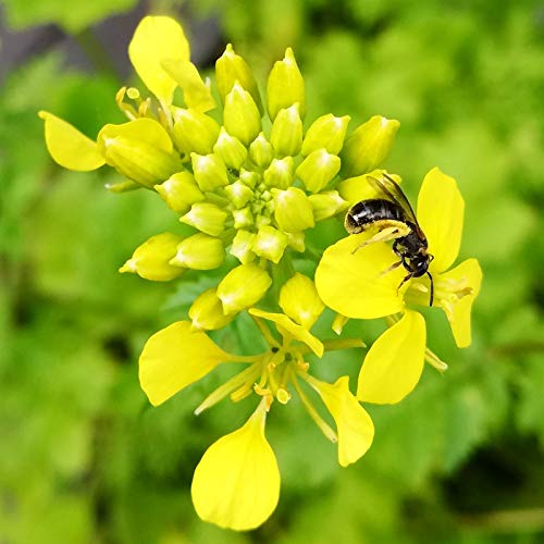 Blumensamen Bienenwiese, Blumenwiese Samen mehrjährig winterhart, Blumensamen mehrjährig: Bienenfreundliche Bienenweide… – Bild 6