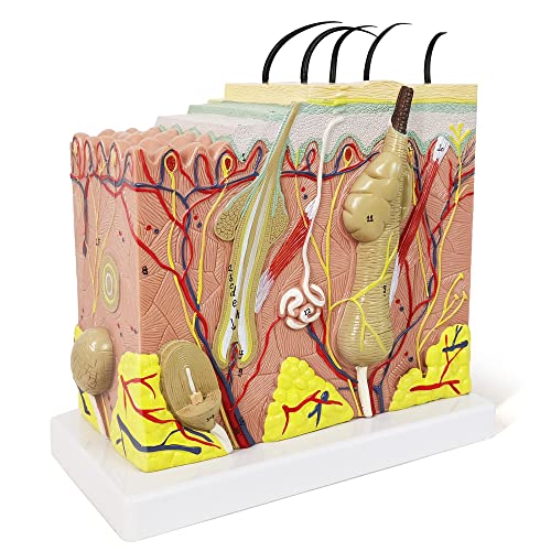 Image of Human Anatomy Skin Model, 50X, with Hair, with Teaching Manual | Benilev Skin Anatomy Model, Suitable For Anatomy Study, Education And Teaching Demonstration, Ideal For Medical Students