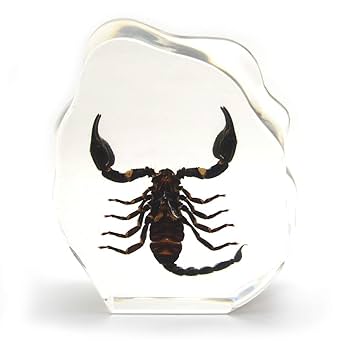 さそりページ さそりページ サソリ | Bug Bug bugs 【奇蟲専門店】