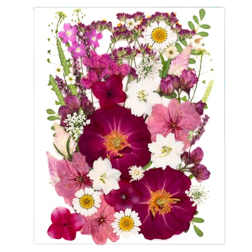 Flores secas prensadas rojas para manualidades 52 piezas