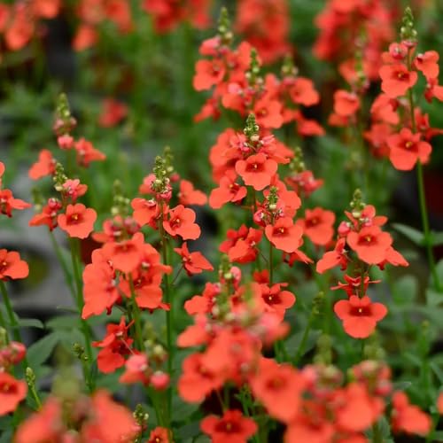 elfensporn - stauden elfensporn seltene balkon kübelpflanzen wildkräuter winterhart gartenpflanzen wiesenblumen wildblumensamen 350samen