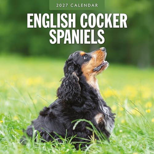 Red Robin 2027 English Cocker Spaniels Monthly Wall Calendar | 12" x 12"