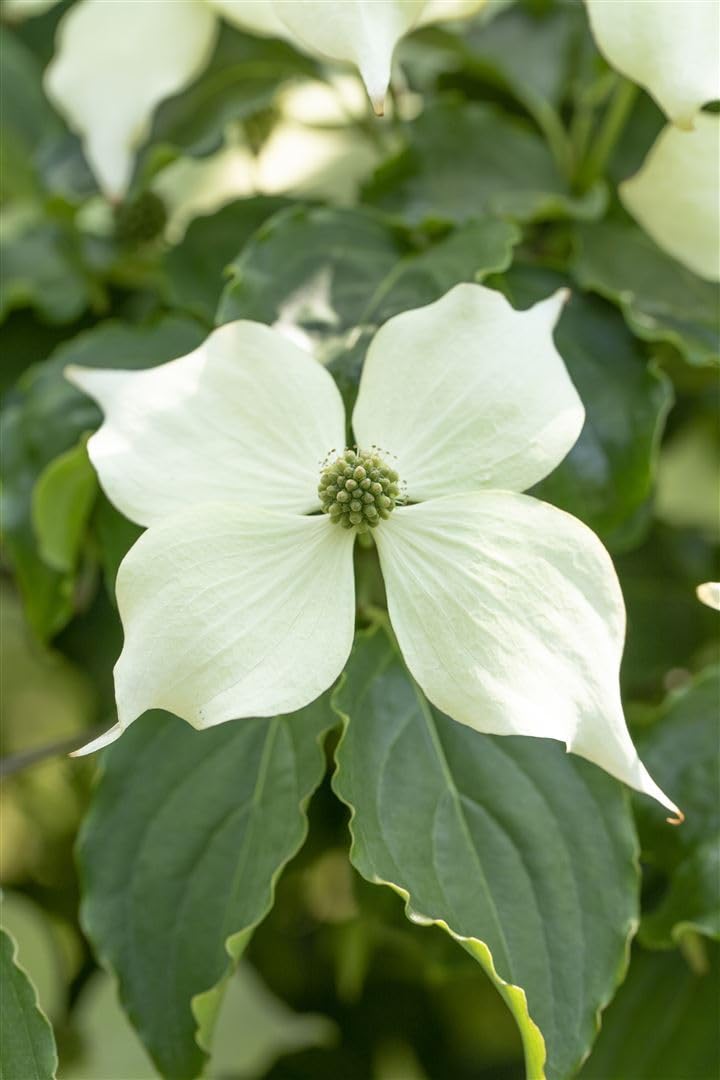 Blumen-Hartriegel Cornus kousa Venus 40-60 cm Solitärgehölz winterhart | Auffällige Blüten, dekorative Früchte, sonnig bis halbschattig, ideal als Solitär, robust und langlebig