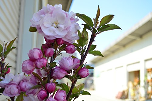 ハナカイドウの花が咲かない原因は 剪定方法と時期 お庭ブログ
