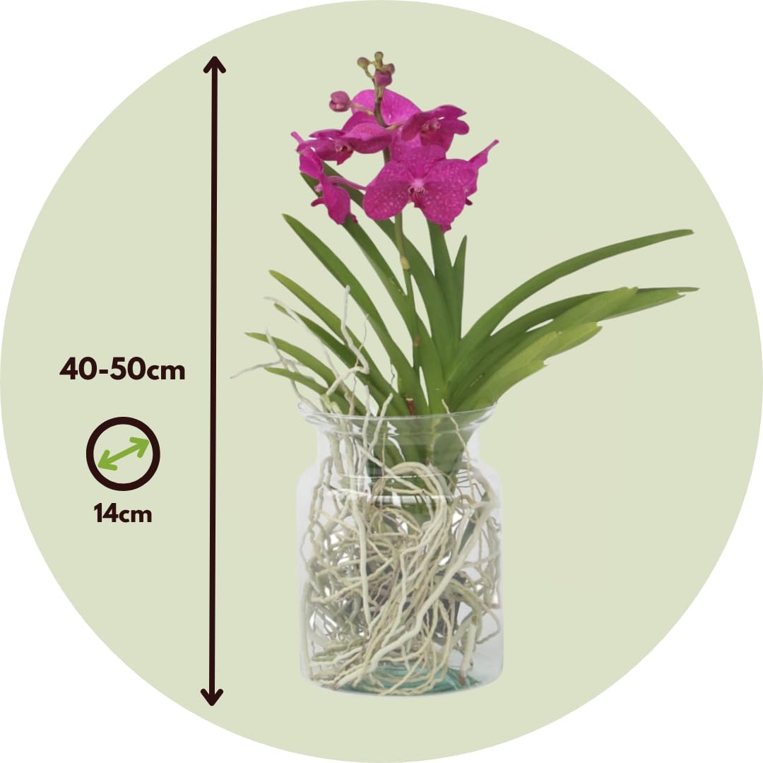 Plant in a Box - Vanda 'Bose' en vase - Orchidée - Cerise - Hauteur 45cm