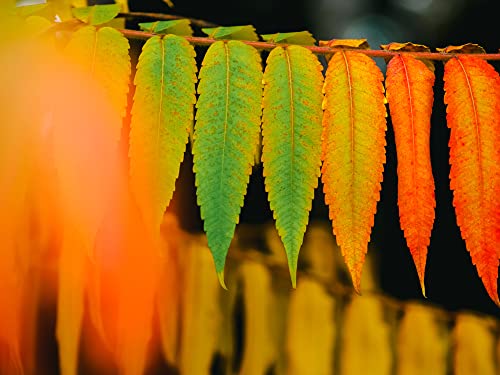 Could you bonsai staghorn sumac