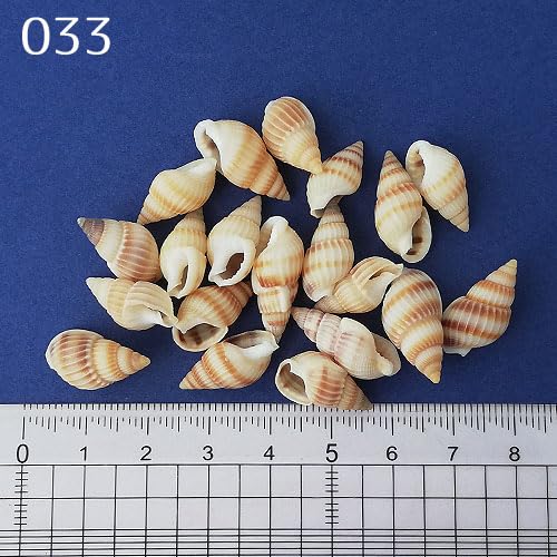 インテリア 大型 貝殻 巻貝 25cm~30cm弱 本物 2つセット Amazon.co.jp