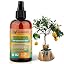 GRAPEFRUIT TREES Plants