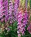 10,000 Foxy Excelsior Foxglove Seeds