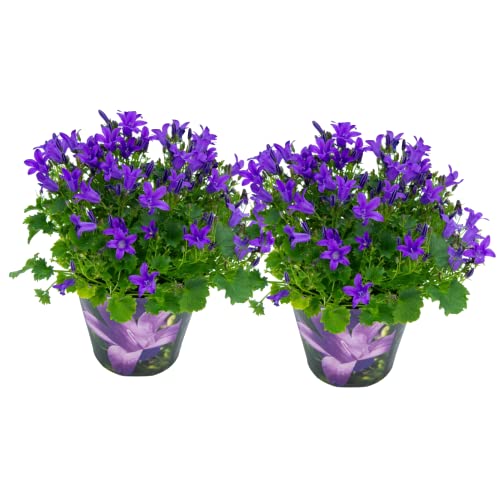 Flores Naturales de Campanilla Pack de 2 Plantas para el Hogar Campanulas