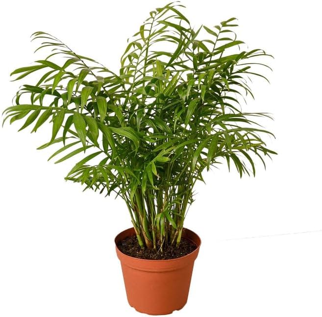 6-Palm-Parlor-Nursery.Pot 6 in. Parlor Palm Nursery Pot