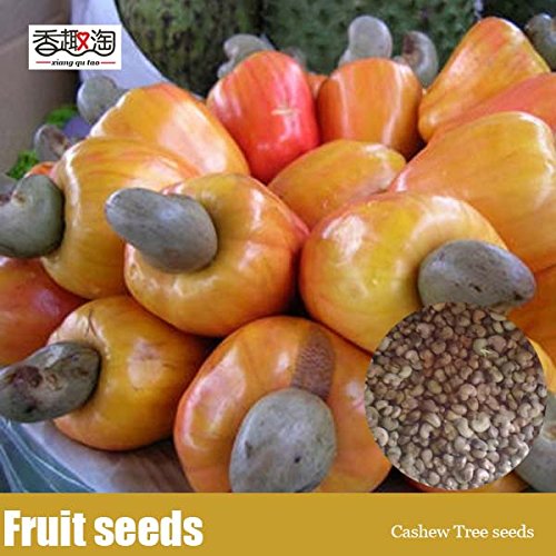 Generic Rare Tropical Plant Nut Tree Seeds Cashew, Anacardium