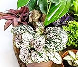 Random Selection Terrarium Plants • Closed Terrarium Plants (3 Plants) - Image 2