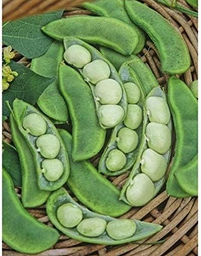 Miniatura 1 de Eastland Bush Lima Beans Seeds - Rendimiento pesado de Delicious Baby Lima Beans. !!(25 - Semillas)