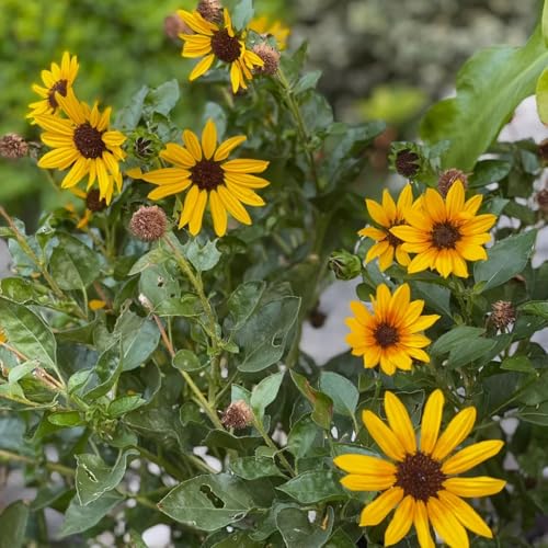 semillas de girasol en resistentes girasol perenne, sombra al aire libre resistentes para el jardín 90pcs
