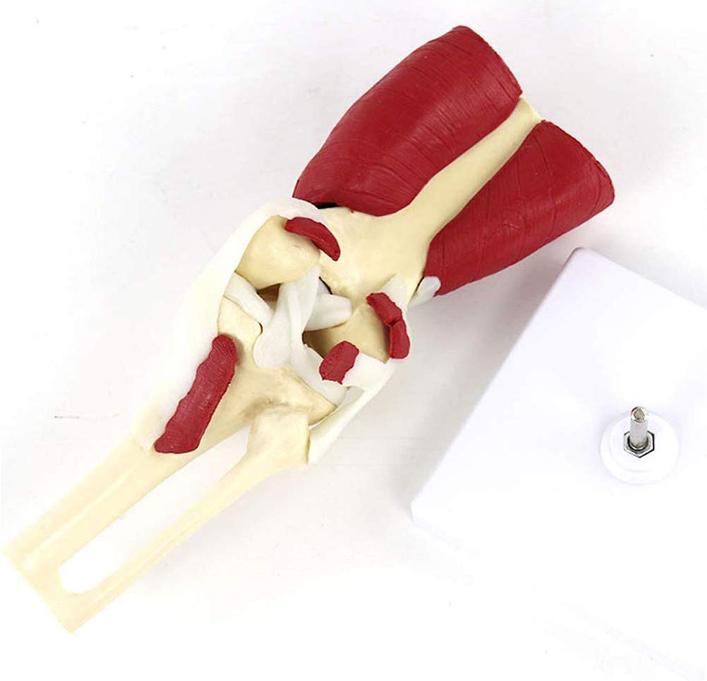 Genou Musculaire Modèle Anatomique Anatomie Humaine Fournitures médicale matériel pédagogique os Subventions