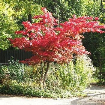 Amazon.com : Brighter Blooms - Emperor Japanese Maple Tree