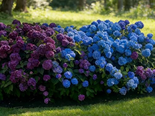bulbi di ortensia blu - hydrangea - perenne, resistente, facile da coltivare, ideale per vaso e giardino-1pcs-b