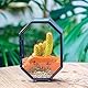 NCYP 12,7x6x17,8 cm Mini-Insektengehege aus Glas mit Entlüftung und Tür für springende Spinnen, achteckige kleine geschlossene geometrische Pflanzen Terrarium, schwarze Tischdekoration (nur Terrarium)