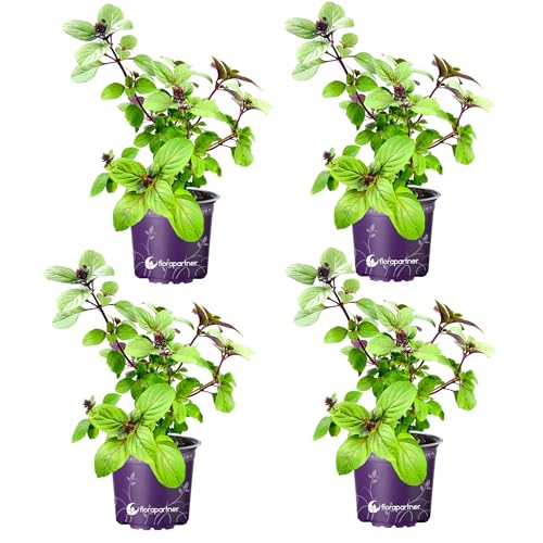 Kräuterpflanze FLORAPARTNER Strauchbasilikum African Blue Ocimum kiliman.x basilicum 4er Set