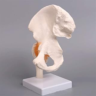 Study Model Educational Model Human Skeleton Model Lifesize Hip Joint with Flexible Ligaments for Anatomy Medical Educational Learn Study Teaching Demonstration Tool,Medical Models SaiFei