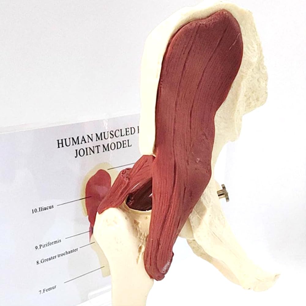 Model anatomii stawu biodrowego, model więzadła nerwu mięśniowego, model szkieletu prawego stawu biodrowego z mięśniami, do anatomii i fizjologii, edukacji naukowej