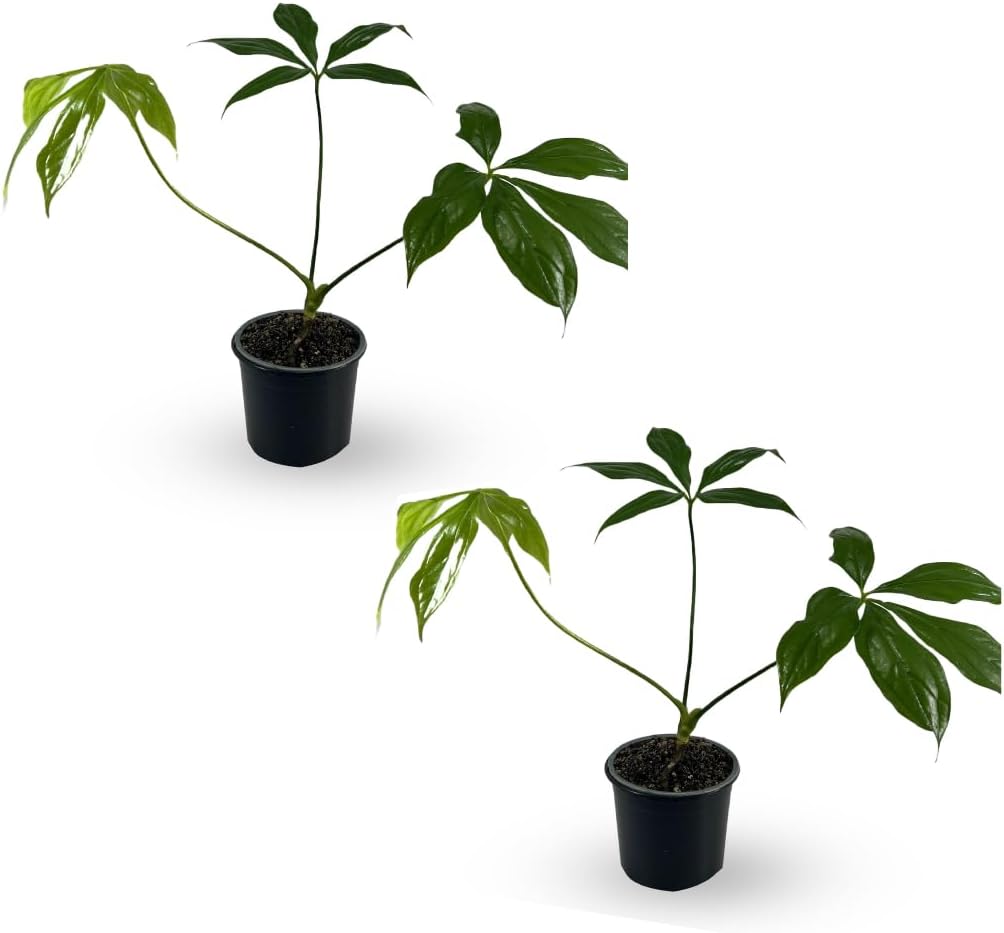 LEAL PLANTS ECUADOR Anthurium Clavigerum (Pack of 2)| Rare Exotic Live Indoor Plants | Heart-Shaped Green Anthuriums for Living Room Décor | Unique Tropical Houseplants | Anthurium Plant Gift