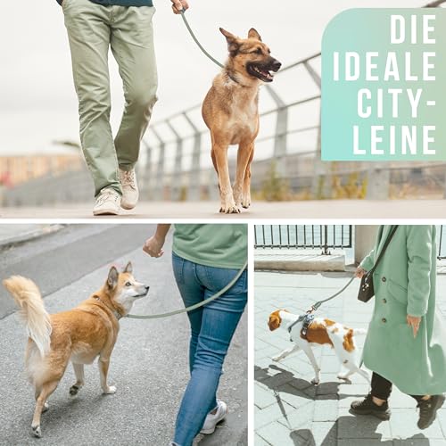 ne&no Tauleine 1.7m (leicht dehnbar) für mittelgroße bis ganz große Hunde I Trainingsleine I Hundeleine robust I Führleine rund, geflochten I Seil Leine Hund I Cityleine I Dog Leash SALBEIGRÜN, 170 cm