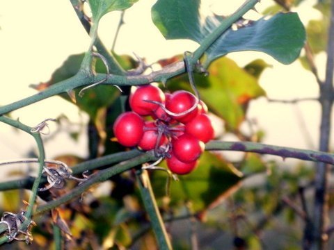 Sarsaparille (Smilax aspera) 50 Fresh Seeds