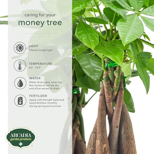 Image of Live Braided Money Tree Pachira Aquatica Indoor Houseplant in Arcadia Garden Product's Branded Plastic Pot, Tropical Plant Collector Gift for Home and Garden Decor, 4-in, Beige