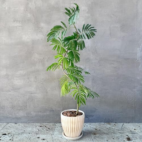 エバーフレッシュ 曲がり」の人気商品一覧 | 安い商品を通販サイトから