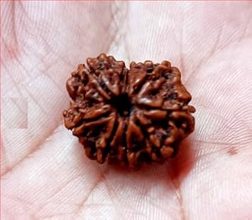 Seven-Hills Nepali 9 Mukhi Rudraksha Original Bead Lab Certified Nepali Brown Seeds Nav Mukhi Rudraksha Real & Genuine No Mukhi Rudraksham Navmukhi Rudraksha Silver Capped Blessed by Lord Durga Maa Nine Mukhi Rudraksha Nine Face Rudraksham 9 Face Ruthratcham For Men & Women 9.