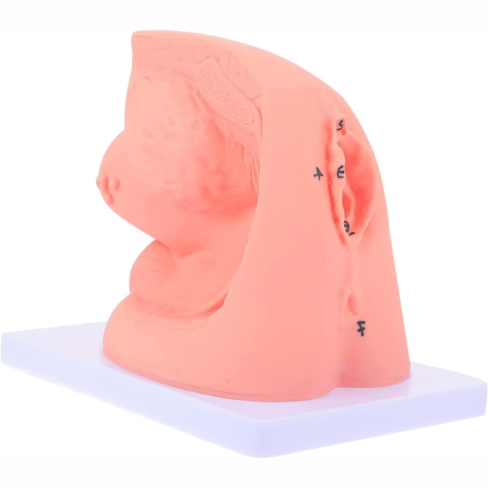 Modèle de cathétérisme, modèle de cathétérisme Interne et Externe féminin, modèle d'enseignement de Mannequin en PVC, pour Aide à la Formation pédagogique médicale en gynécologie
