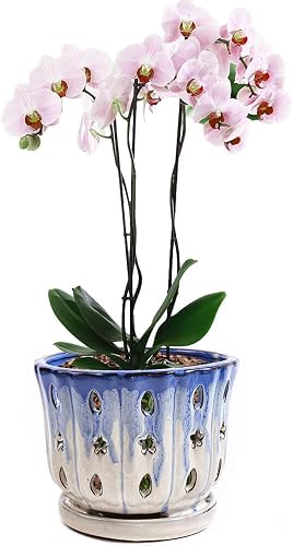 Orchid Pots with Holes Attached Saucers 6 Inches - 1 Pcs Small Ceramic Pots for Repotting, Decorative Ceramic Orchid Planter with Hole for Healthy Root Growth Blue Over White