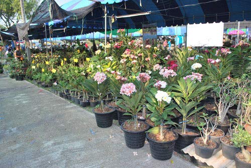 プルメリア　6苗セット　レア品種あり　札落ち プルメリア 6苗セット レア品種あり 札落ち イングの森 - □プルメリア